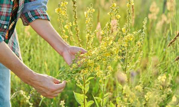 mp68492363-wild-field-meadow-herbs-woman-with-blooming-yellow